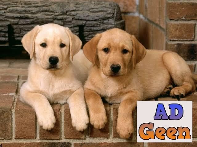 used Labrador Puppy Sale Indore Dog kennel 9713637602 for sale 